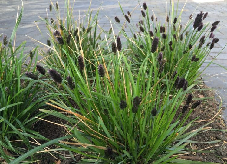 BLACK FLOWER HEADS ON SESLERIA GRASS PLANTS