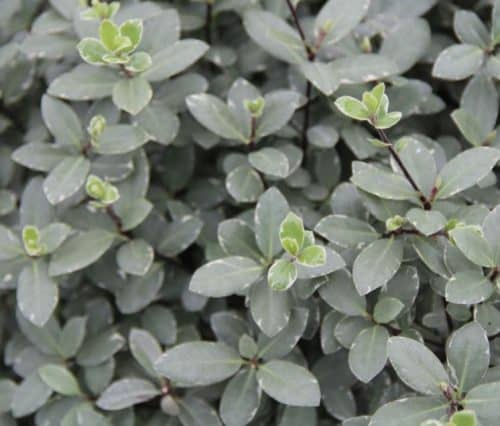 Pittosporum Tenuifolium Silver Ball Hopes Grove Nurseries Pittosporum Tenuifolium Silver Ball Hopes Grove Nurseries