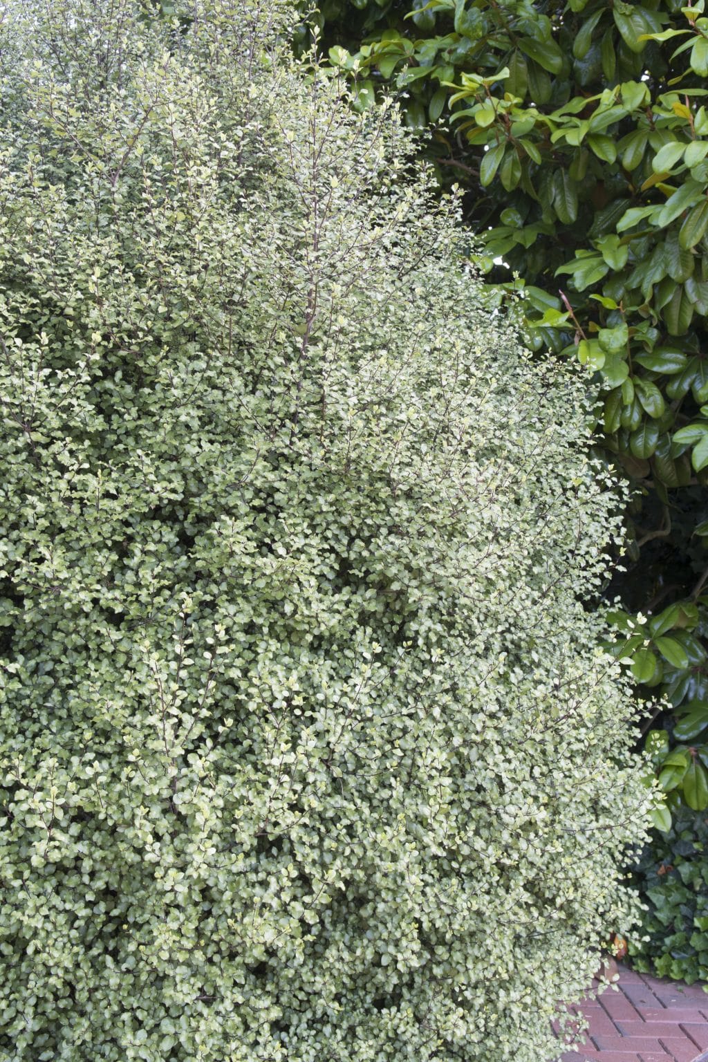 Pittosporum Silver Sheen Hedging & Shrubs Hopes Grove Nurseries
