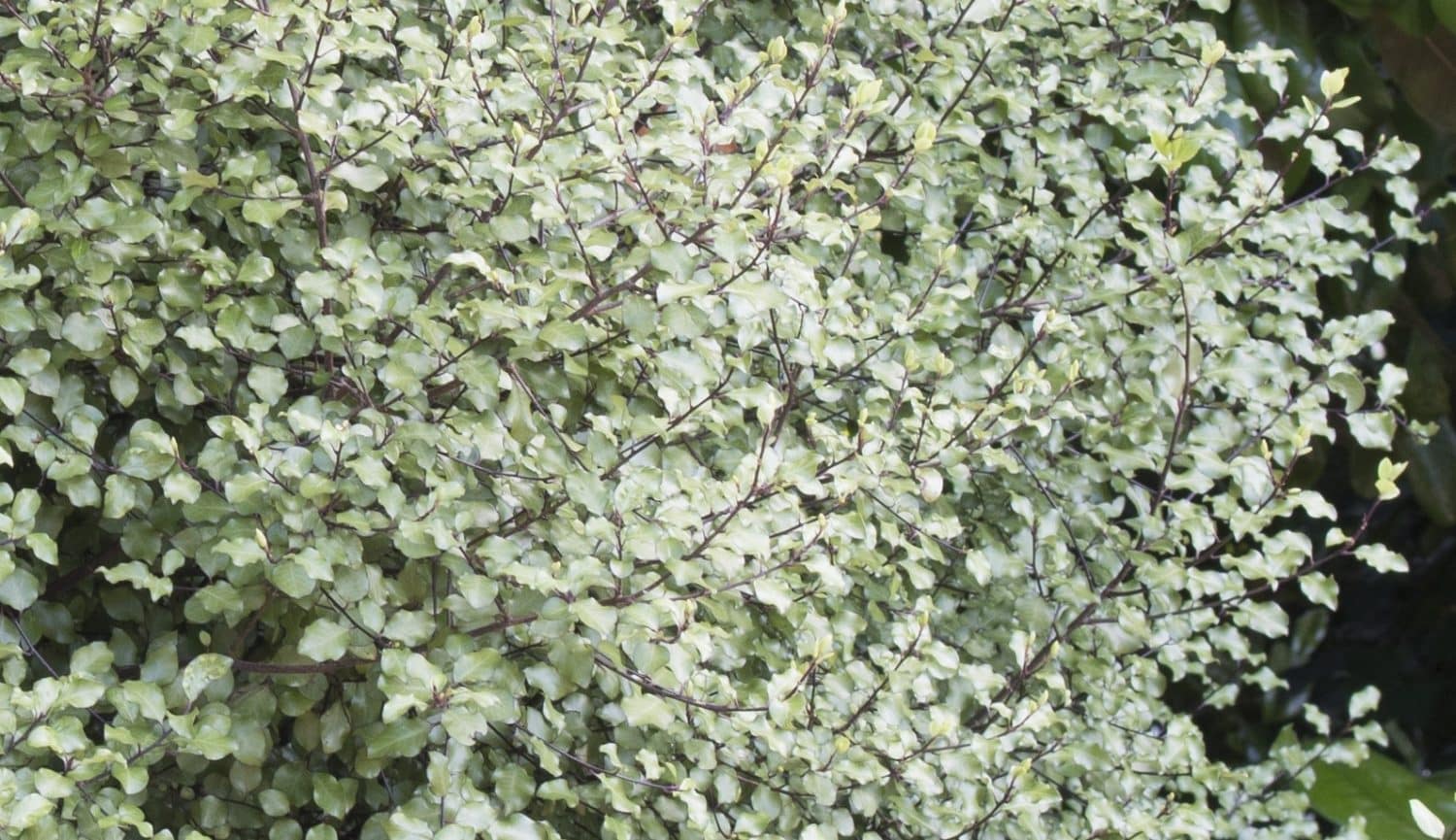 Pittosporum Silver Sheen Hedging & Shrubs Hopes Grove Nurseries