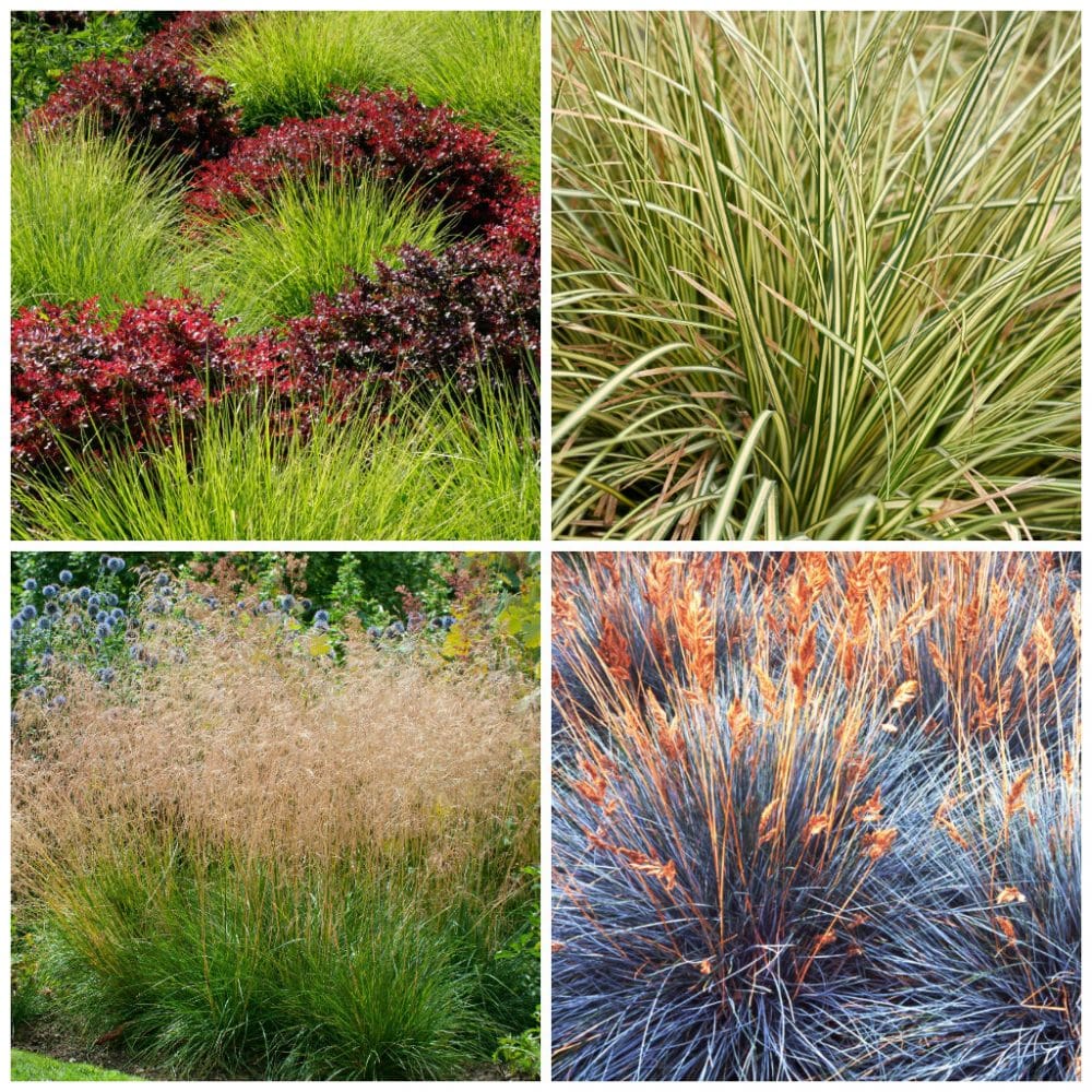 Evergreen Ground Cover Grass Collection Hopes Grove Nurseries