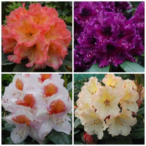COLLECTION OF RHODODENDRON SHRUBS