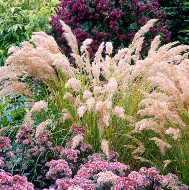 CLOSE UP OF FEATHER FLOWER HEADS OF STIPA CALAMAGROSTIS PLANTS