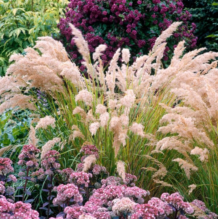 CLOSE UP OF FEATHER FLOWER HEADS OF STIPA CALAMAGROSTIS PLANTS