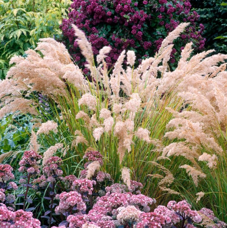STIPA GRASSES AND GRASS PLANTS