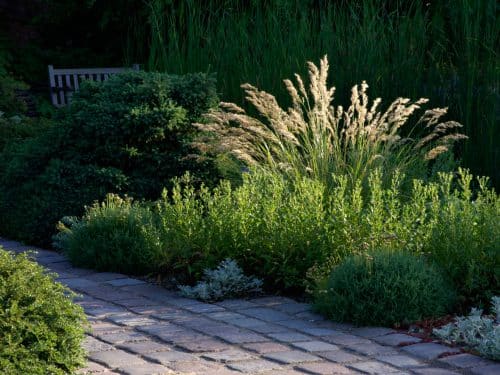 ESTABLISHED STIPA CALAMAGROSTIS PLANTS IN A GARDEN IN FLOWER