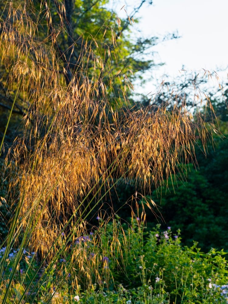 DECORATIVE SEED HEADS OF STIPA GIGANTEA GRASS CATHING THE SUNLIGHT