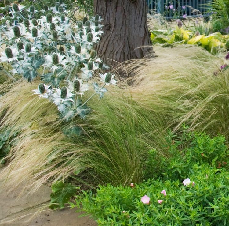 STIPA TENUISSIMMA PONY TAILS EDGING A FLOWER BED