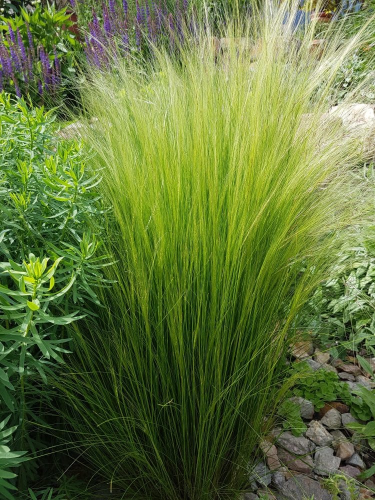 SINGLE PLANT OF STIPA TENUISSIMA PONY TAILS WITH FLOWER HEADS EMERGING