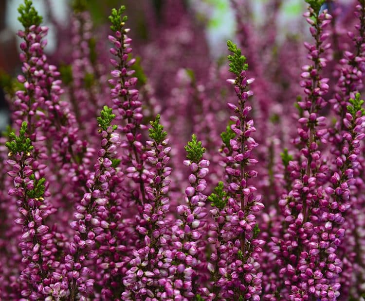 Summer Flowering Heathers Calluna Vulgaris Plants