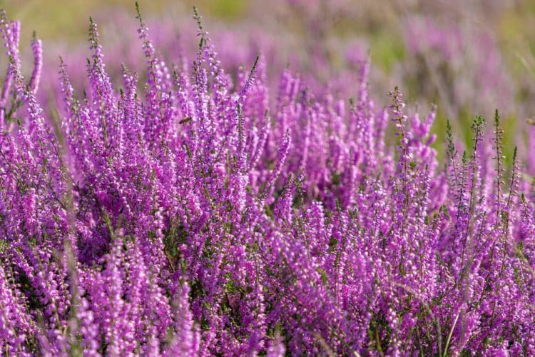 PINK SUMMER FLOWERING HEATHER PLANTS IN FLOWER CALLUNA VULGARIS