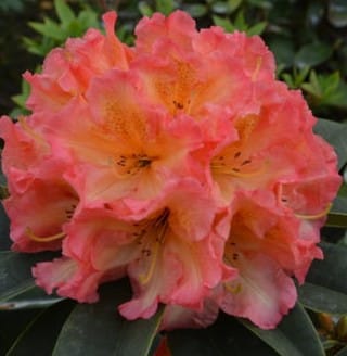FLOWERS ON RHODODENDRONS