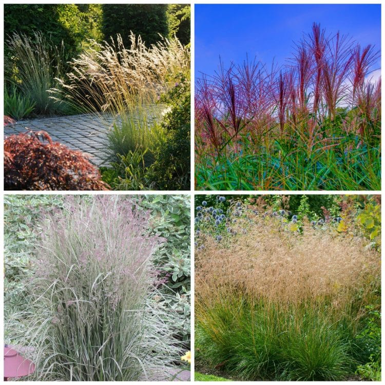 Tall Architectural Grass Collection Hopes Grove Nurseries