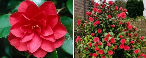 BUY CAMELLIA JAPONICA ACE OF HEARTS