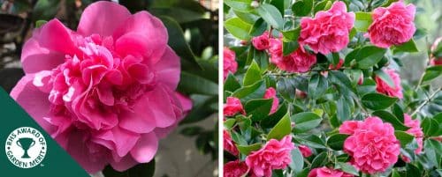 BUY CAMELLIA X WILLIAMSII ANTICIPATION