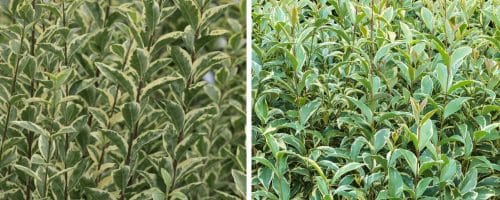 SILVER PRIVET HEDGING PLANTS AND SHRUBS LIGUSTRUM OVALIFOLIUM ARGENTEUM