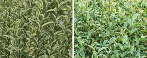 SILVER PRIVET HEDGING PLANTS AND SHRUBS LIGUSTRUM OVALIFOLIUM ARGENTEUM