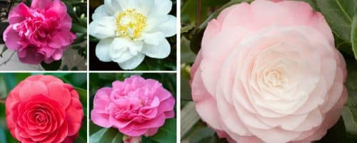 AWARD WINNING CAMELLIA PLANT COLLECTION