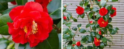 BUY CAMELLIA JAPONICA BLOOD OF CHINA PLANTS