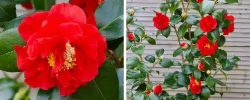 BUY CAMELLIA JAPONICA BLOOD OF CHINA PLANTS