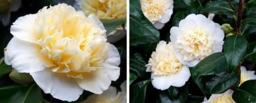 BUY CAMELLIA JAPONICA BRUSHFIELDS YELLOW PLANTS