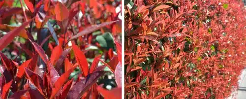 PHOTINIA CARRE ROUGE HEDGING PLANTS AND SHRUBS