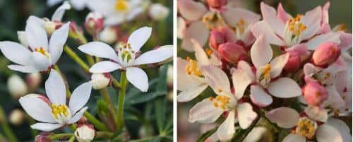 CHOISYA HEDGING PLANTS AND SHRUBS