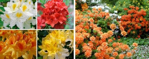 EverGreen Ericaceous Compost Potting Baskets Rhododendrons Azaleas Camellias