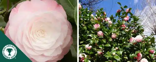 BUY CAMELLIA JAPONICA COMMANDER MULROY PLANTS