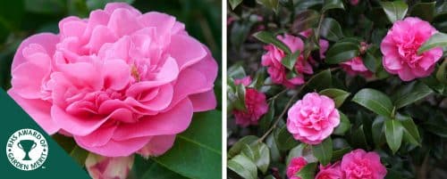 BUY CAMELLIA X WILLIAMSII DEBBIE PLANTS