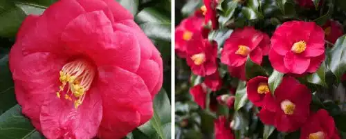 BUY CAMELLIA JAPONICA DR KING PLANTS