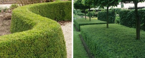 LONIICERA NITIDA ELEGANT HEDGING PLANTS AND SHRUBS