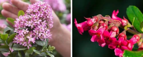 ESCALLONIA HEDGING PLANTS AND SHRUBS