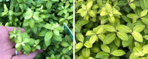 PITTOSPORUM GOLD BALL HEDGING PLANTS AND SHRUBS