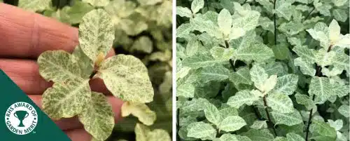 PITTOSPORUM IRENE PATTERSON HEDGIING PLANTS AND SHRUBS