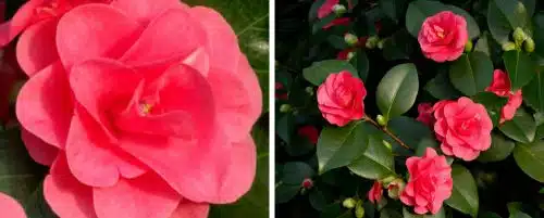 BUY CAMELLIA JAPONICA LADT CAMPBELL PLANTS