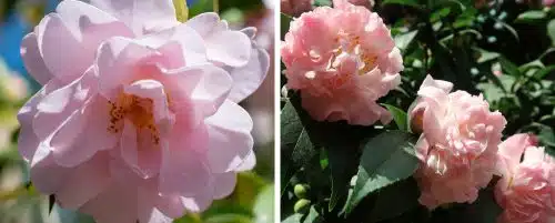 BUY CAMELLIA JAPONICA LAURIE BRAY PLANTS