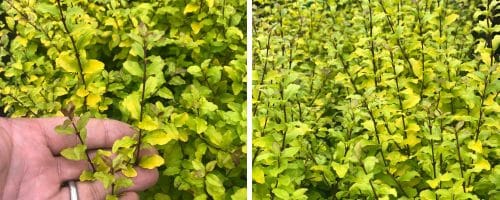 PRIVET LEMON LIME AND CLIPPERS HEDGING PLANTS AND SHRUBS LIGUSTRUM LEMON LIME AND CLIPPERS