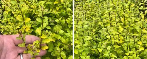 PRIVET LEMON LIME AND CLIPPERS HEDGING PLANTS AND SHRUBS LIGUSTRUM LEMON LIME AND CLIPPERS