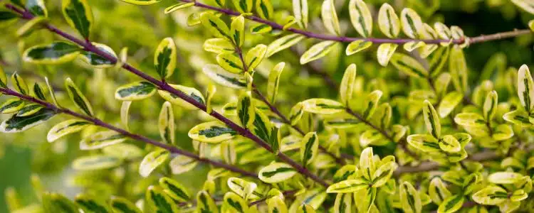 FOLIAGE DETAIL OF LONICERA HEDGIING PLANTS