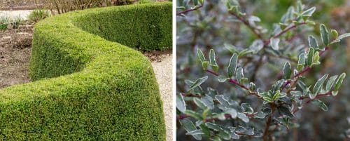LONICERA HEDGING PLANTS AND SHRUBS