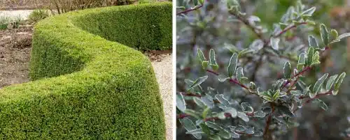 LONICERA HEDGING PLANTS AND SHRUBS