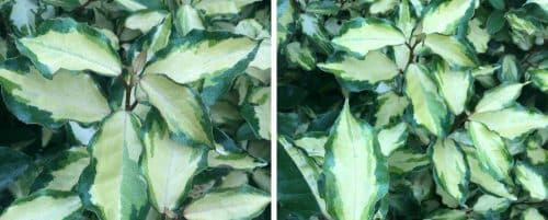 Buy Elaeagnus Hedging Plants Oleaster Hedges At Hopes Grove Nurseries