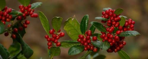 BUY HOLLY NELLIE STEVENS PLEACHED TREES ILEX NELLIE R STEVENS