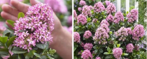 ESCALLONIA PINK ELLE HEDGING PLANTS AND SHRUBS