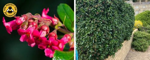 ESCALLONIA RUBRA MACRANTHA GEDGING PLANTS AND SHRUBS