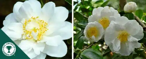 BUY CAMELLIA JAPONICA SILVER ANNIVERSARY PLANTS