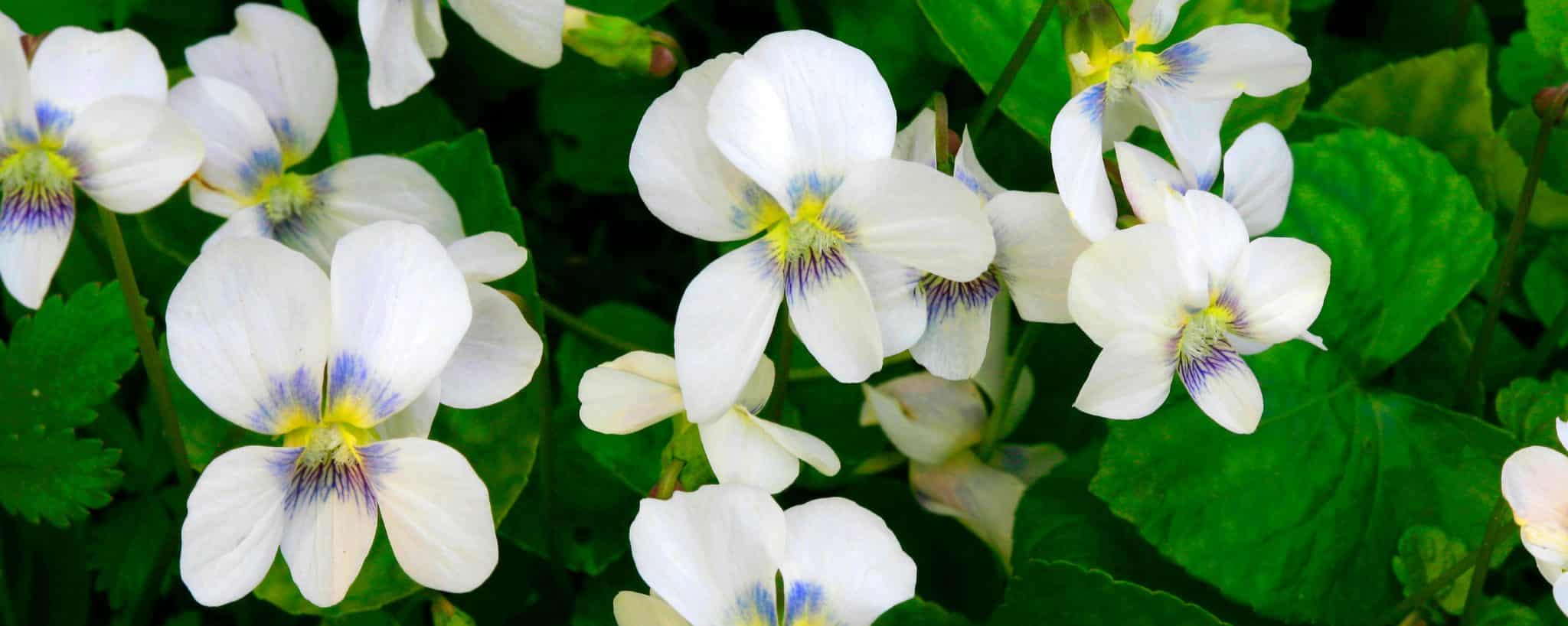 Viola Ground Cover Hopes Grove Nurseries