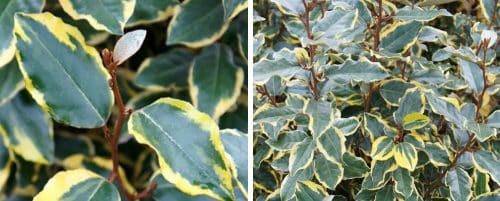 Buy Elaeagnus Hedging Plants Oleaster Hedges At Hopes Grove Nurseries