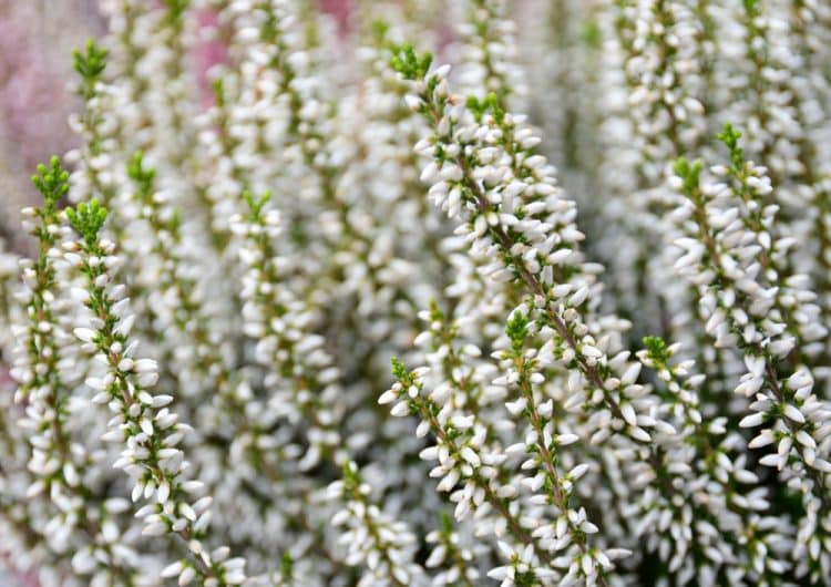 WHITE FLOWERS OF SUMMER FLOWERING HEATHERS CALLUNA VULGARIS